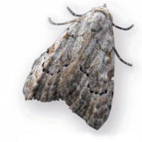 Least black arches moth