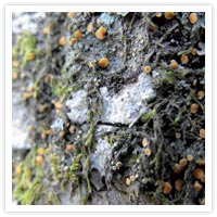 Old woodland lichen