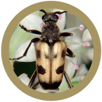 Speckled longhorn beetle