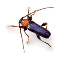 Tanbark borer longhorn beetle
