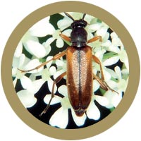 Tobacco-coloured longhorn beetle